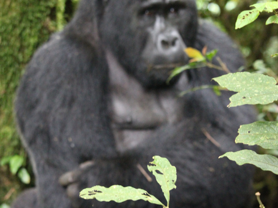 ENCHANTED UGANDA SAFARIS-Fort Portal必去景点