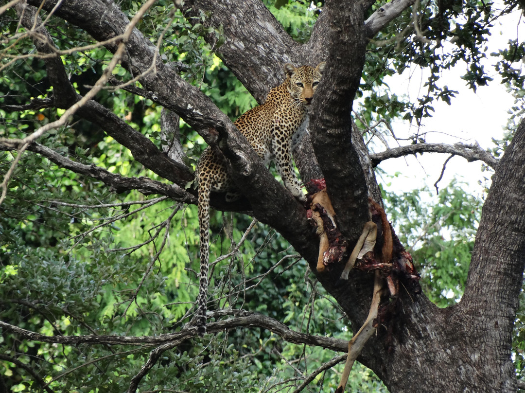 African Pangolin Safaris