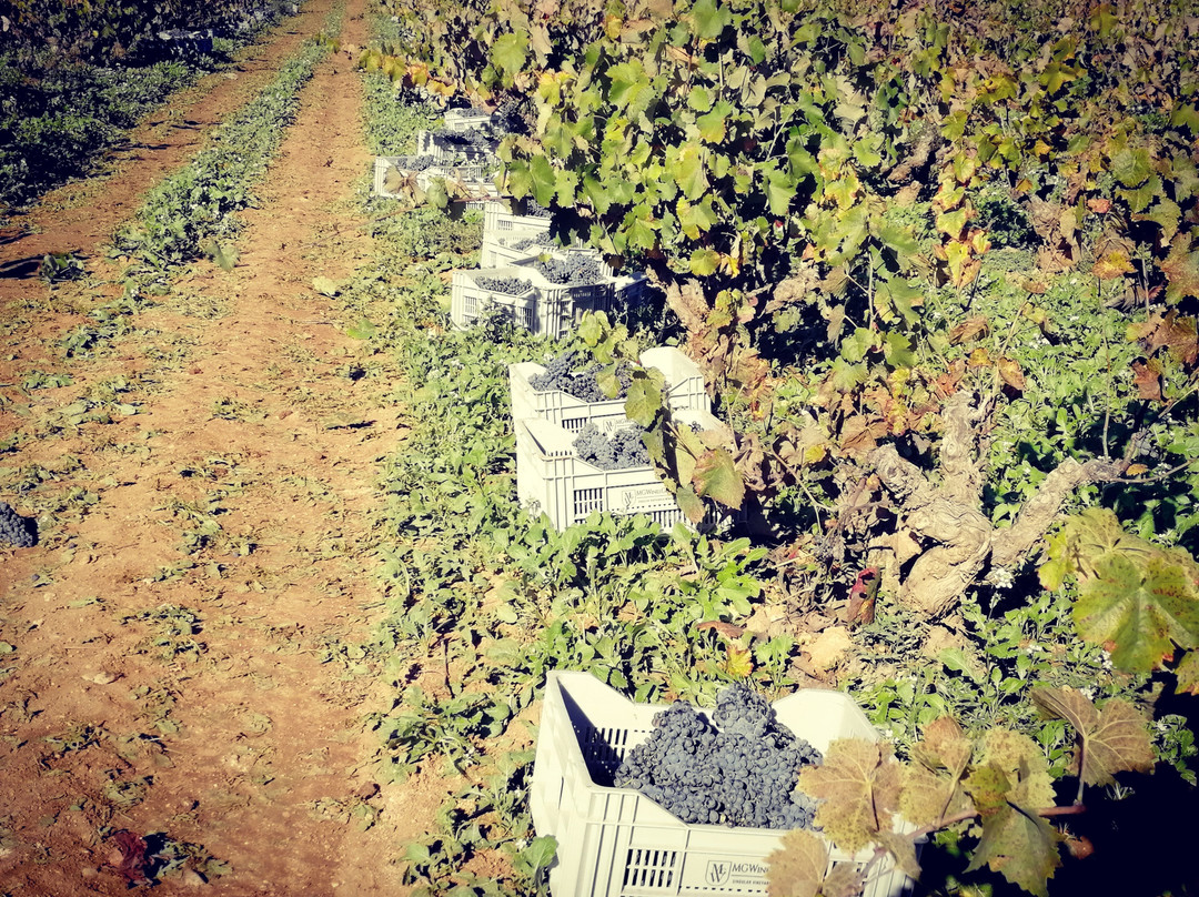 Bodegas Lavia-Cehegin必去景点