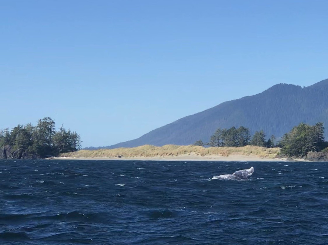 Clayoquot Wild景点图片