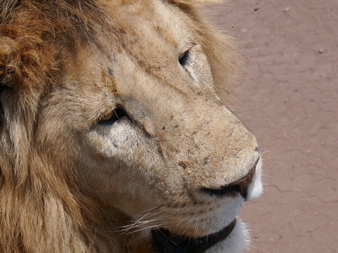 Wild Life Oasis Tours