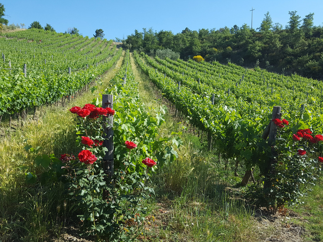 La Casa di Bricciano - Azienda Agricola Biologica - Organic winery景点图片