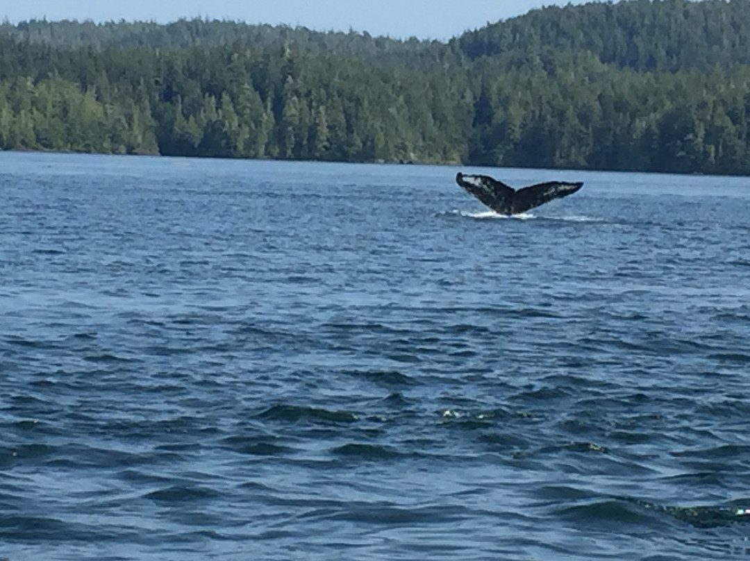 Seasmoke Whale Watching景点图片