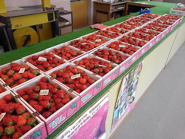 Wadakanko Strawberry Association-相马市必去景点