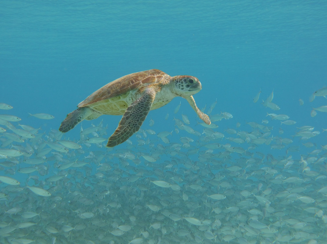 Sublime Diving Curacao-威廉斯塔德必去景点