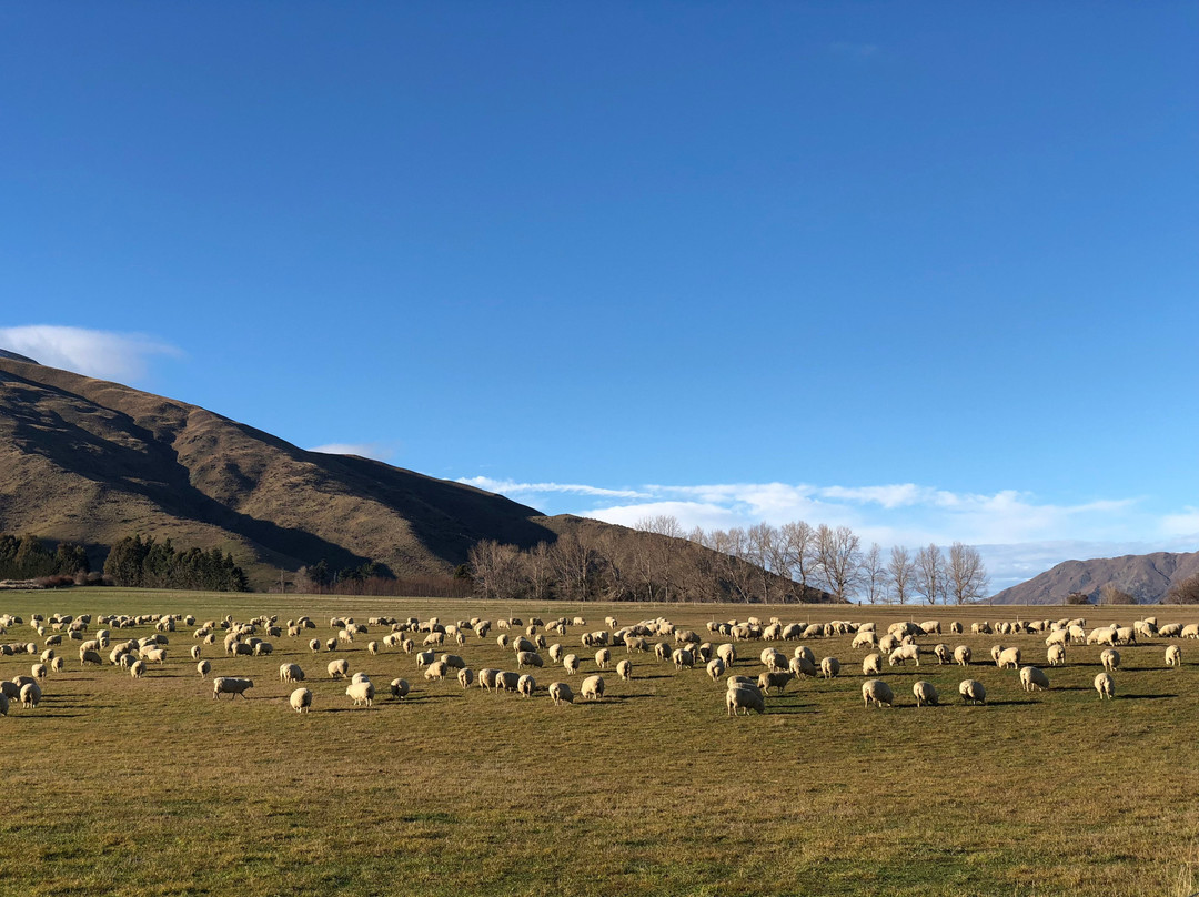 The Real New Zealand Experience-奥克兰必去景点