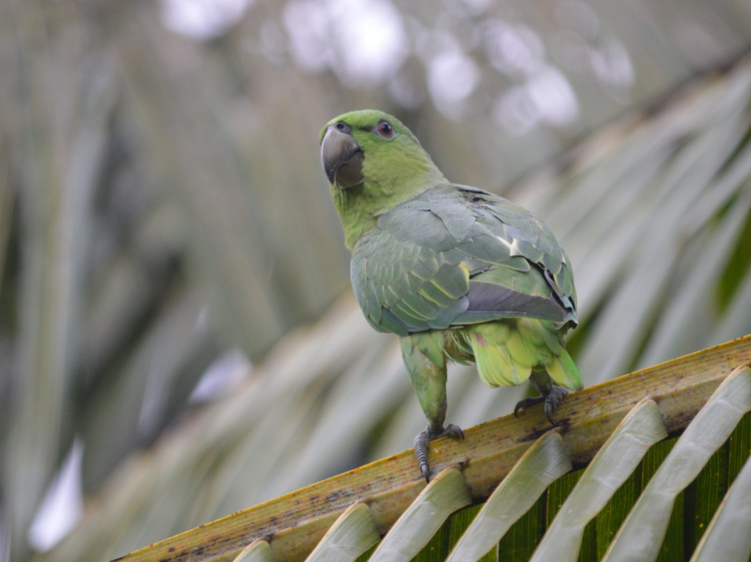 Hotel Amazon Bed & Breakfast主图
