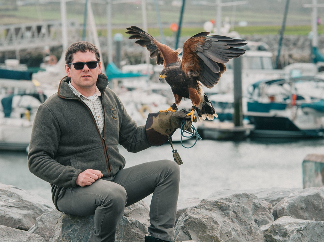 Kingdom Falconry - Dingle-丁格尔必去景点