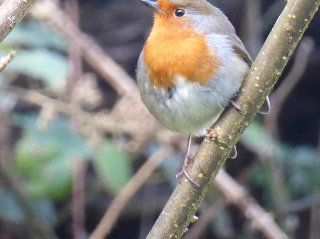 Avon Gorge National Nature Reserve-布里斯托尔必去景点