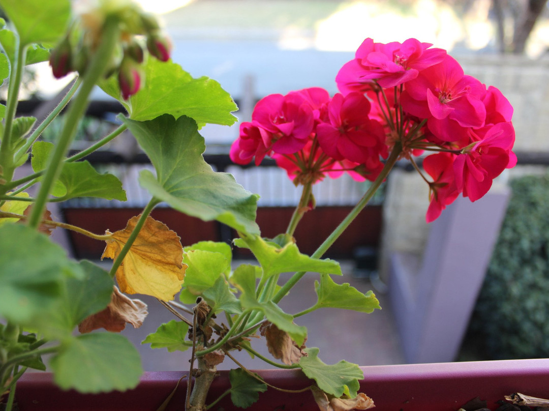 Milly's Touch B & B Studio主图