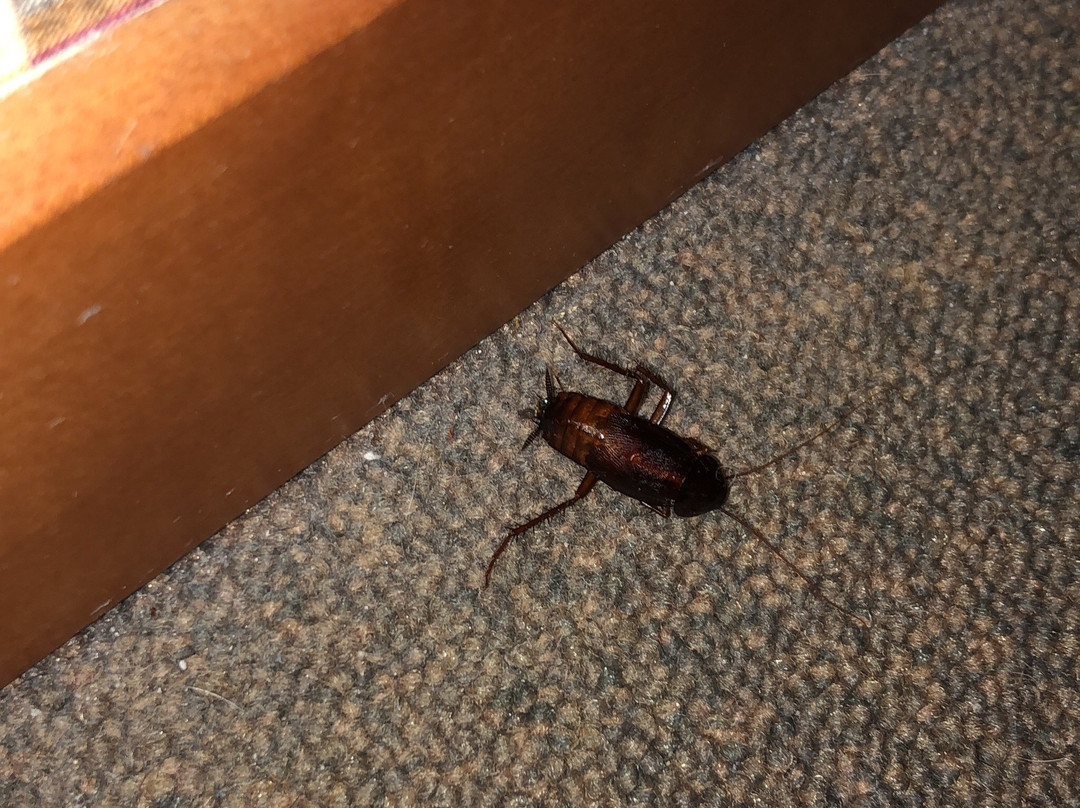 Hotel Ristorante Al Lido