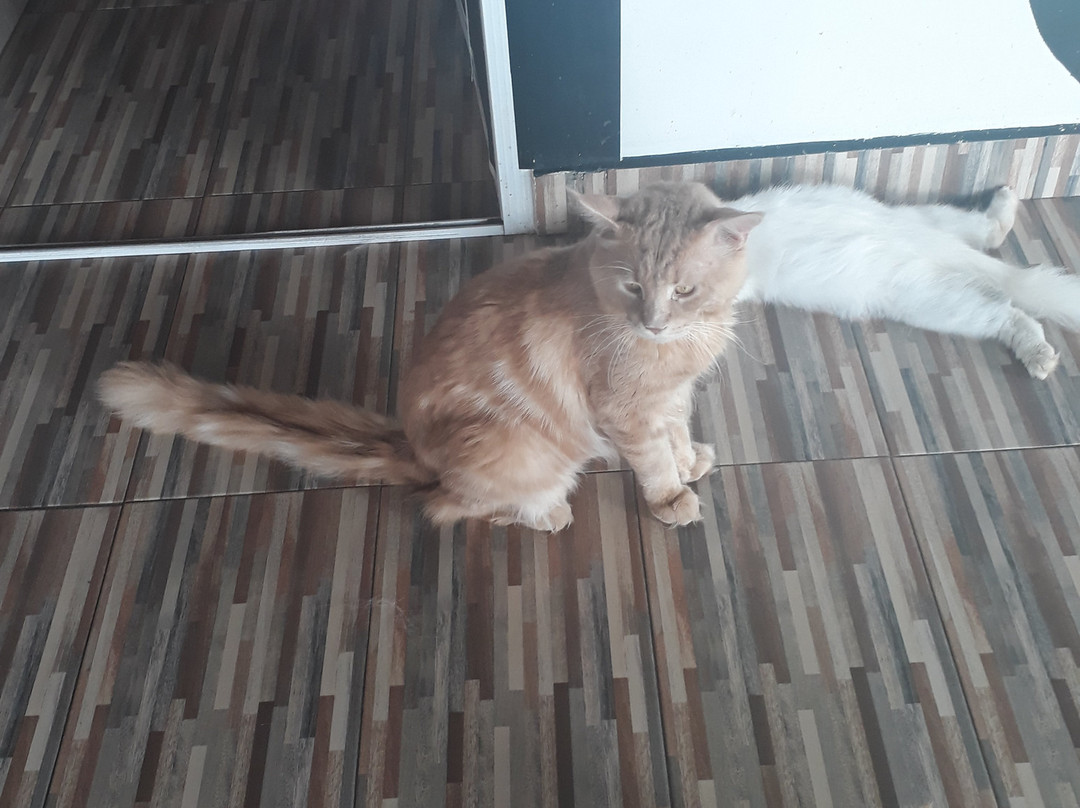 Cat Town景点图片