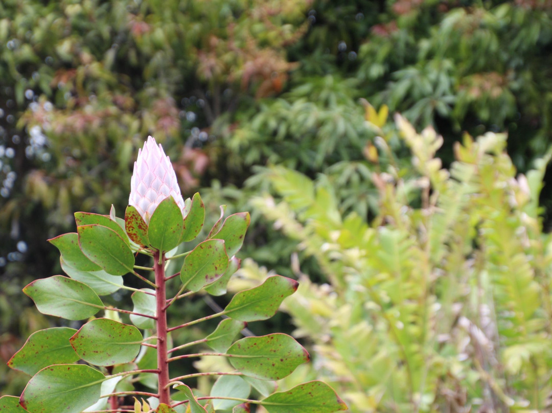 Shim's Coffee Farm-库拉必去景点