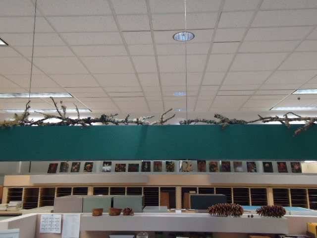 University Herbarium-伯克利必去景点