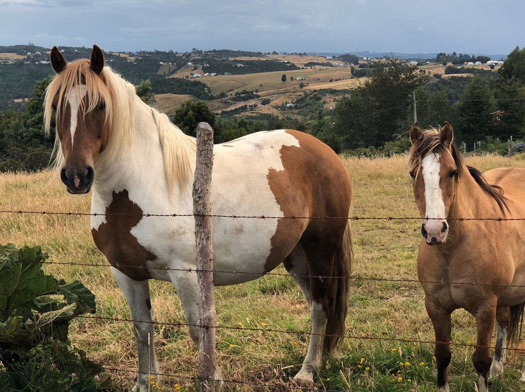El Quinto Chiloe主图