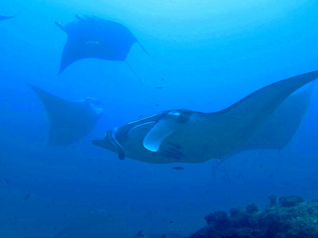 Miyaru Folhudhoo Divers-Bodufolhudhoo必去景点