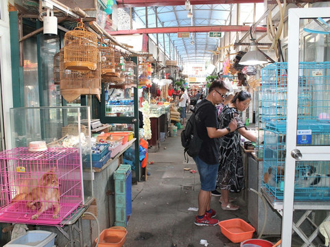 万商花鸟市场(西藏南路)-上海市必去景点