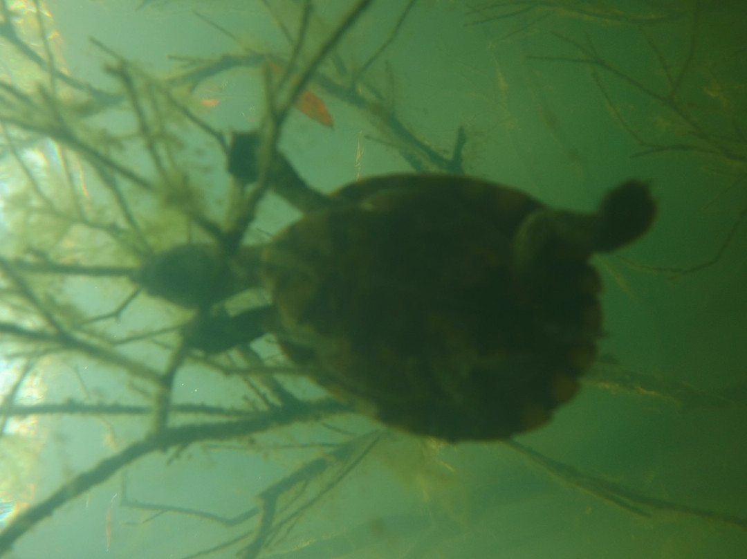 Rainforest Scuba景点图片