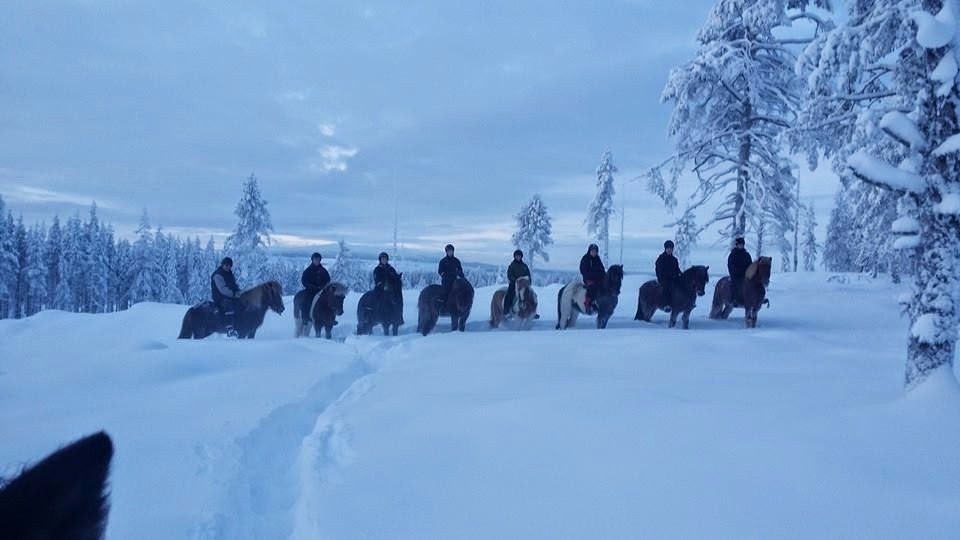 Galgbackens Islandshästar-Gallivare必去景点