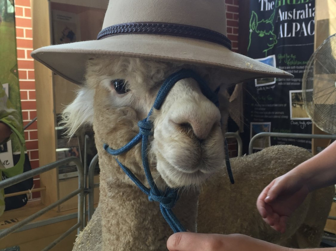 Bargo旅游景点-Storybook Alpacas