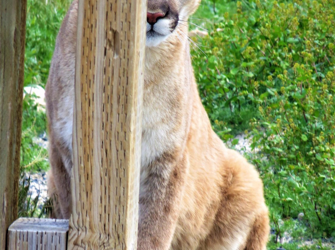 Safe Haven Wildlife Sanctuary-Imlay必去景点