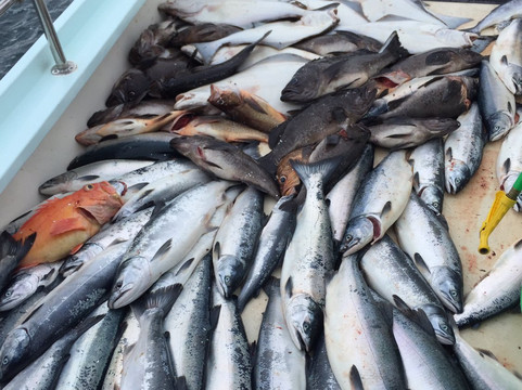 Hill Norvell Fishing-苏厄德必去景点