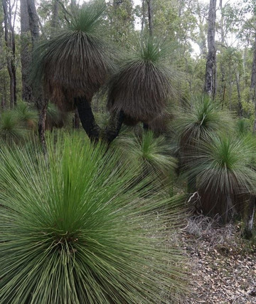 Dalgarup National Park-Maranup必去景点