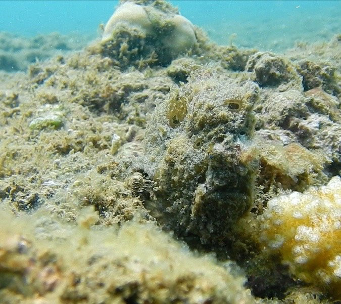 Coral Dive & Adventure-岛印必去景点