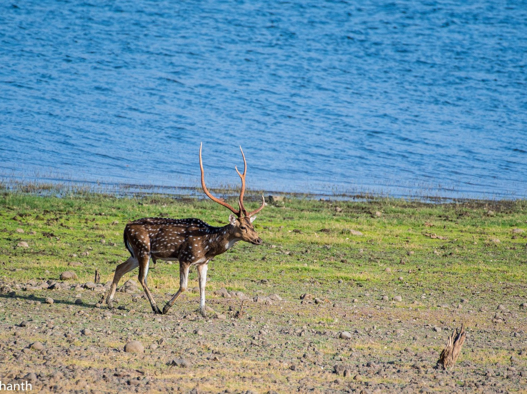Bor Wild Life Sanctuary景点图片