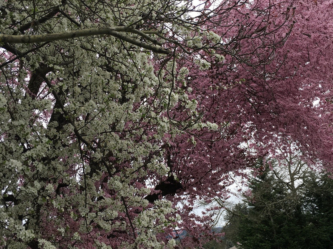 Idylwood Beach Park-雷德蒙德必去景点