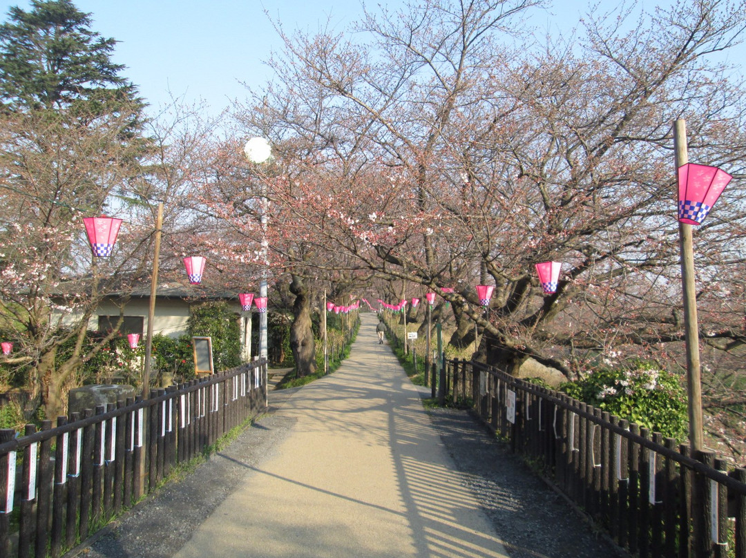Satte Cherry Blossom Matsui-幸手市必去景点