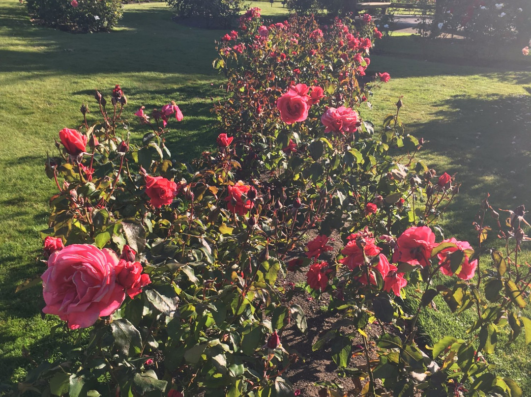 Joan Williamson Rose Garden景点图片