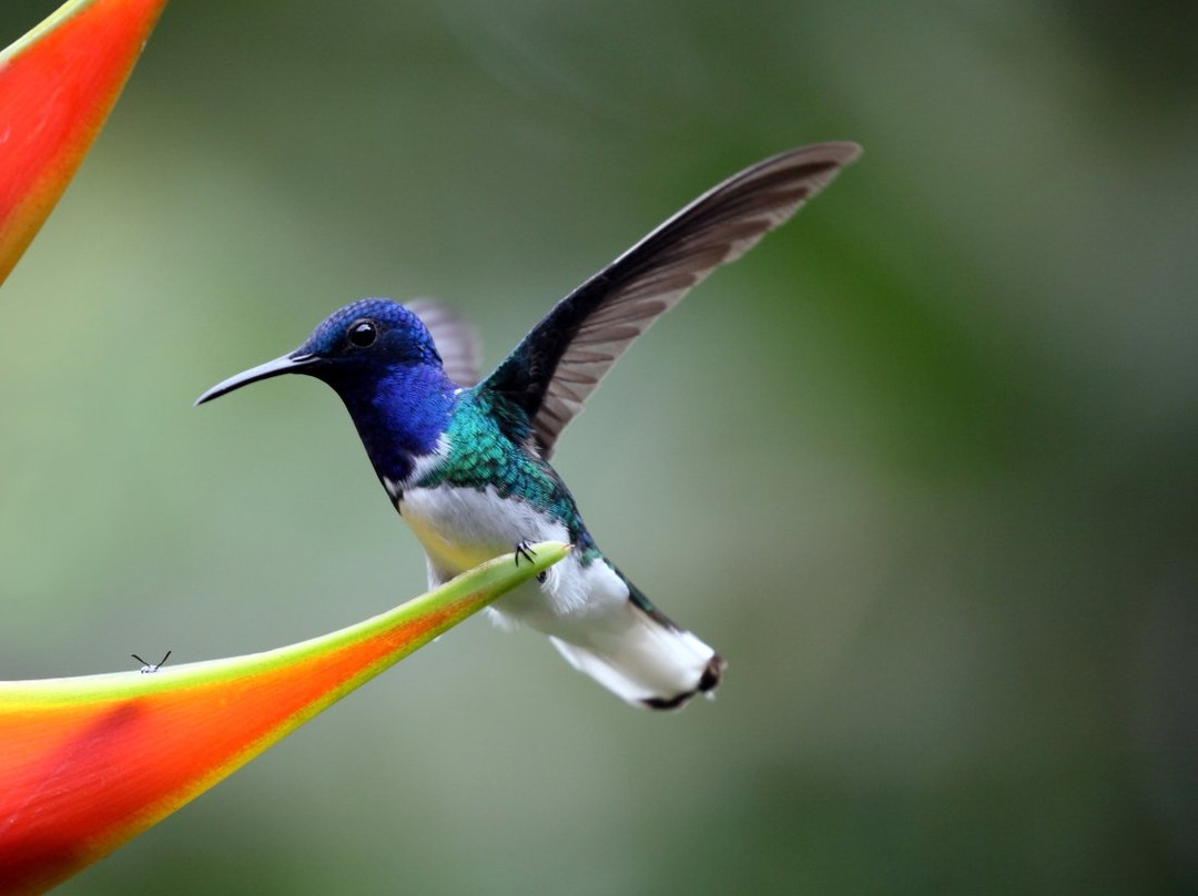 Dave & Dave's Costa Rica Nature Park景点图片