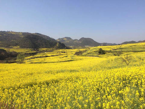 Panda Explore-成都必去景点