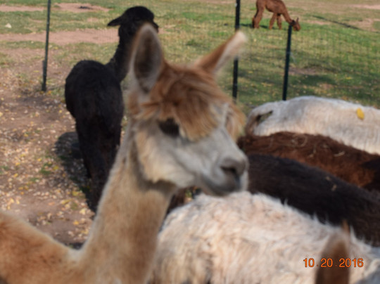 Thunder River Alpacas-Dillsburg必去景点