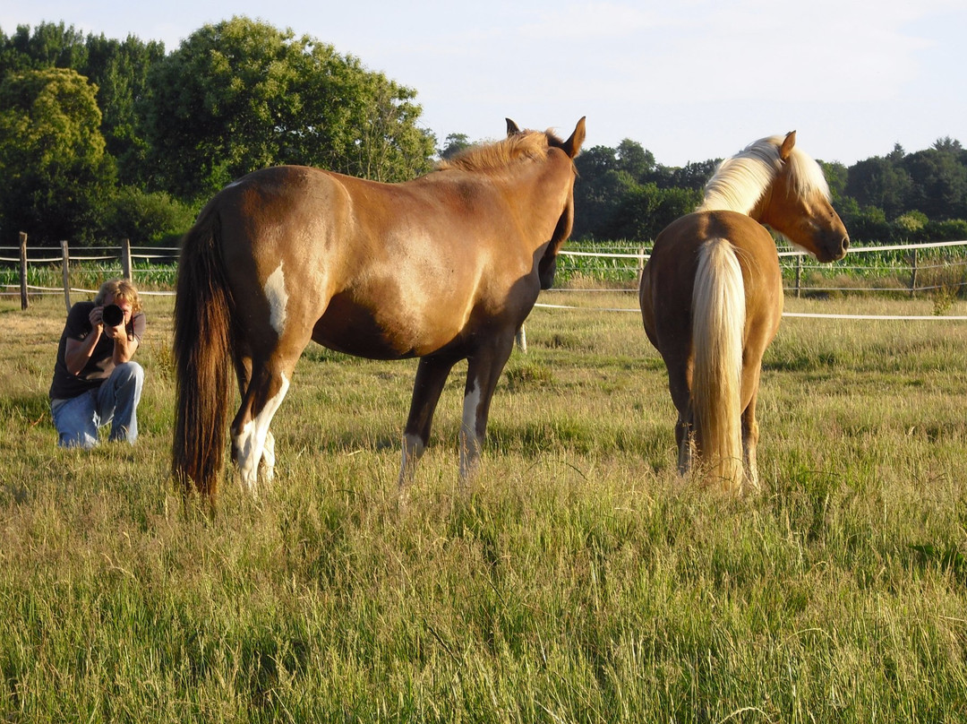 Poney Club de Combourg景点图片