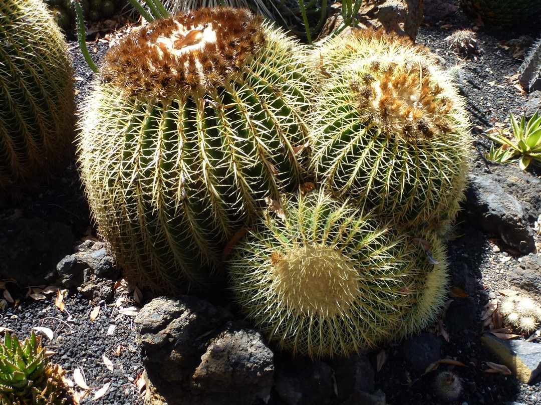 Palmex Cactus景点图片