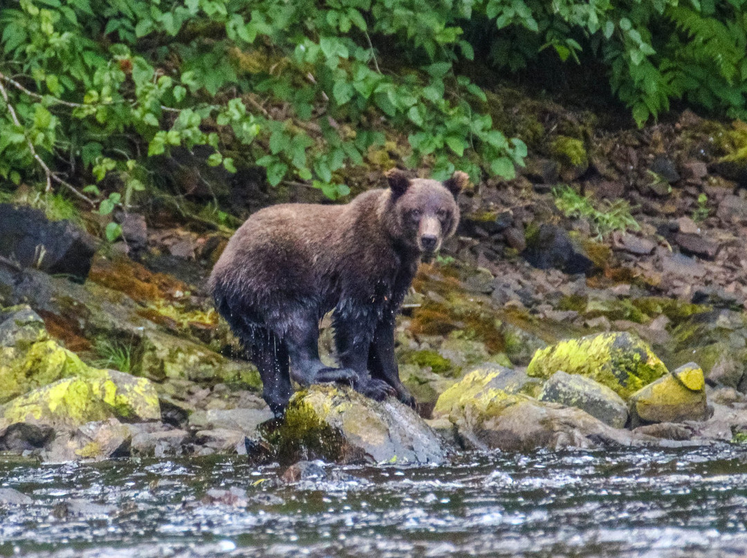 Chichagof Island-朱诺必去景点
