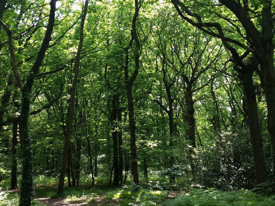 Curtis Wood Park景点图片
