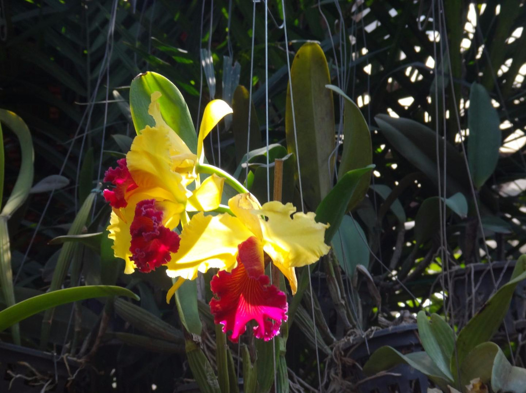 Mae Ram Orchid-夜林必去景点