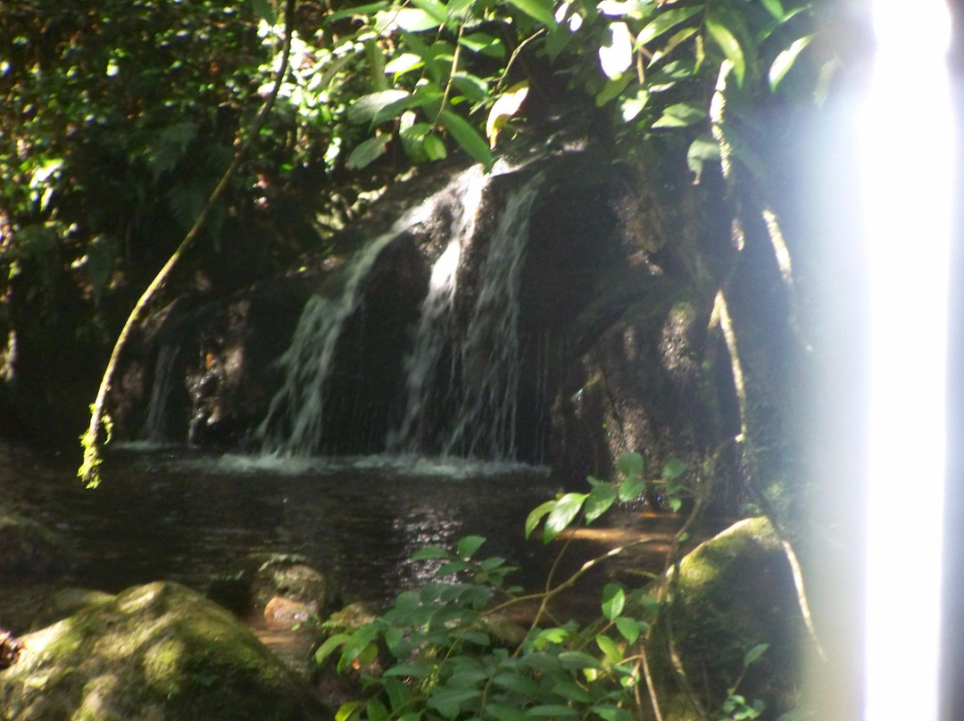 Anamudi Shola National Park景点图片