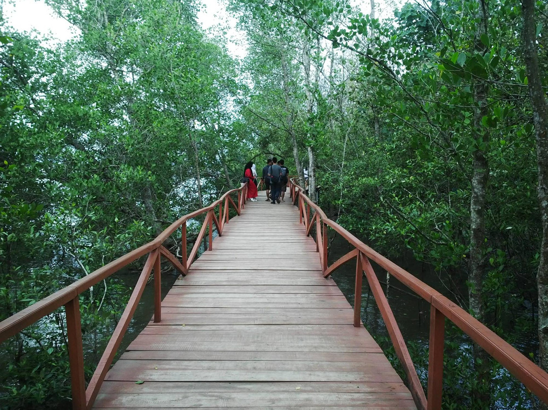 庞岸达兰旅游景点-Mangrove Forest Batukaras