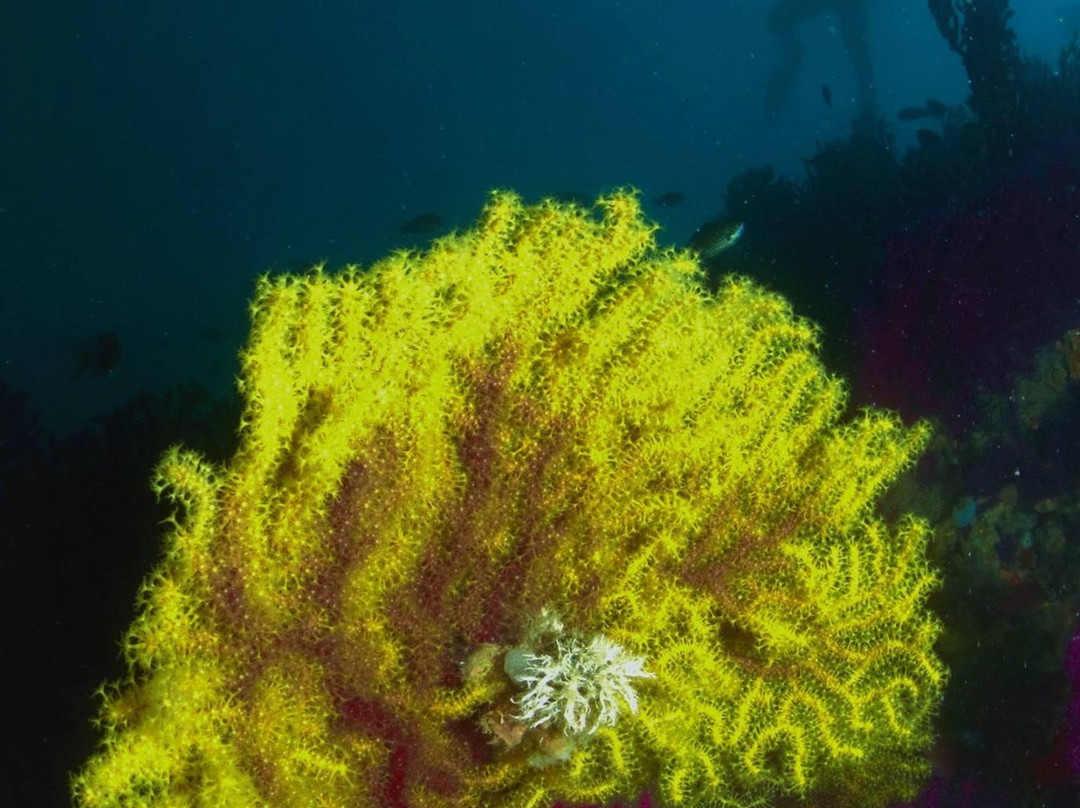 Aquolina Diving Center-San Domino必去景点