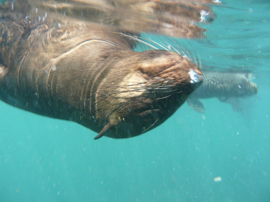 Animal Ocean Seal Snorkeling景点图片