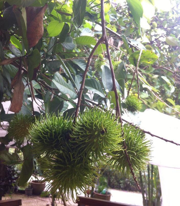 Suan Paiboon-罗勇必去景点