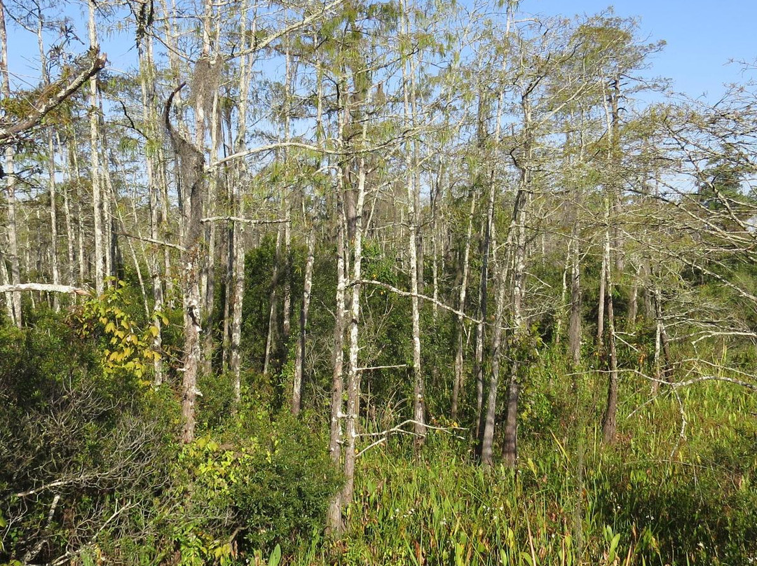 Blue Elbow Swamp-奥兰治必去景点