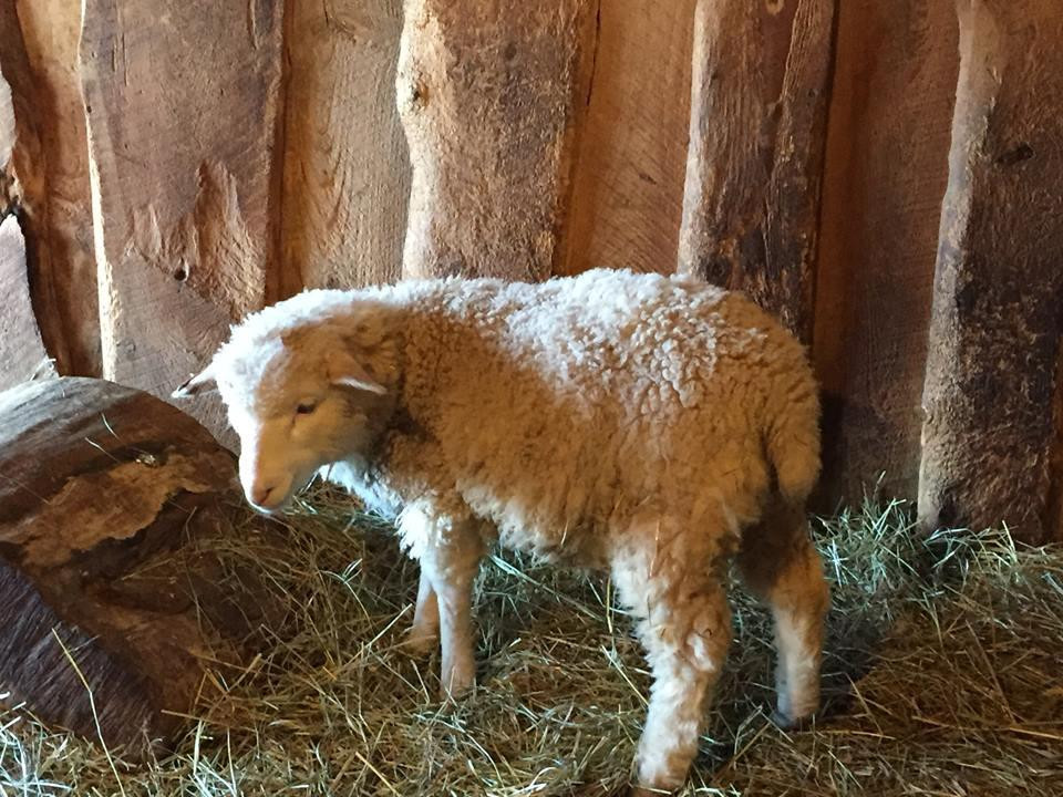 Mockingbird Hill Farm-苏圣玛丽必去景点