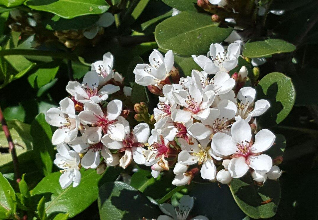 iHop Hunter Valley-波高尔宾必去景点