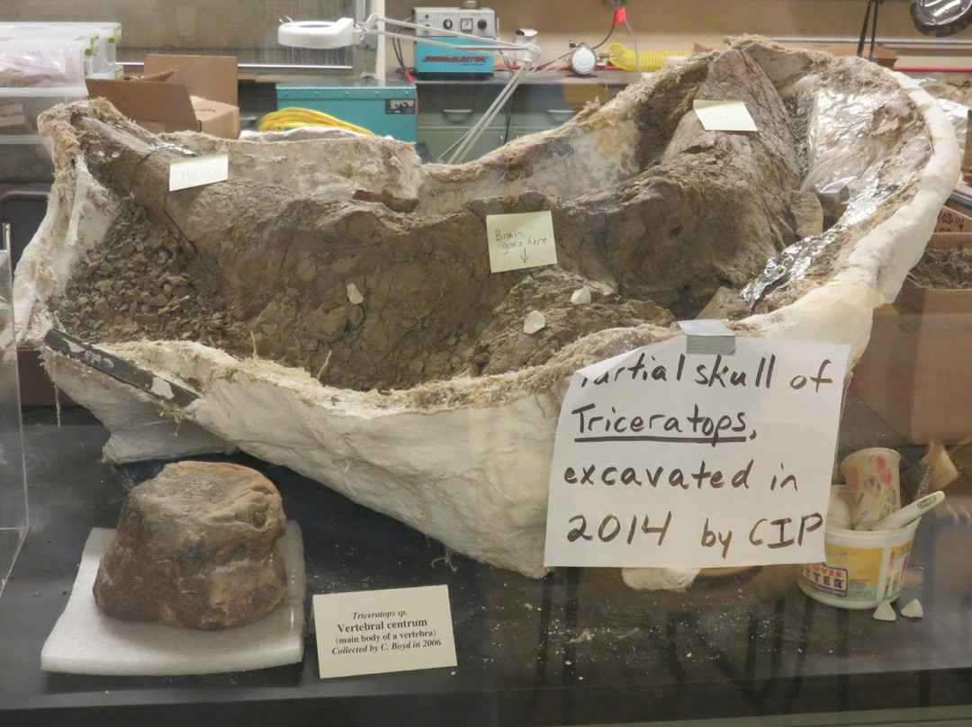 Dinosaur Discovery Museum-基诺沙必去景点