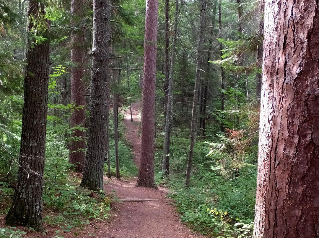 Chippewa National Forest-Cass Lake必去景点